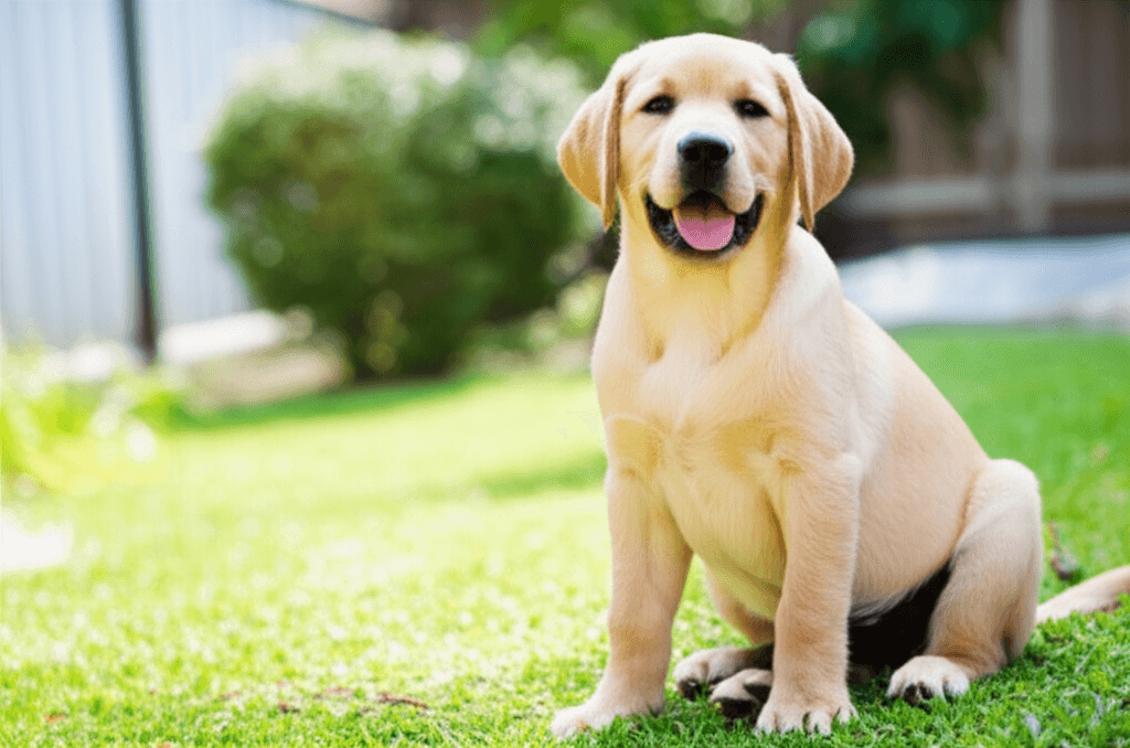 Basic Commands Every Dog Should Know (and How to Teach Them Kindly)