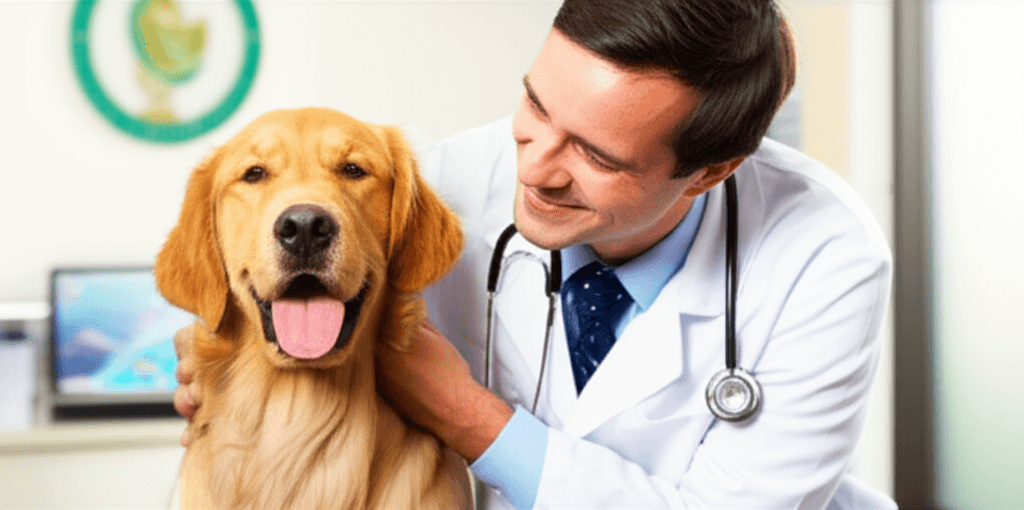 Signs Your Pet Needs to See a Vet (and When to Go Now)